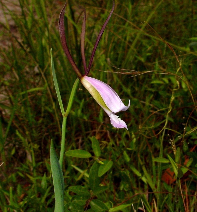 Rosebud Orchid photo 2