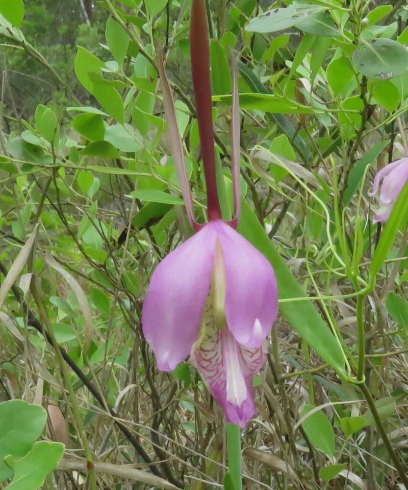 Rosebud Orchid photo 3