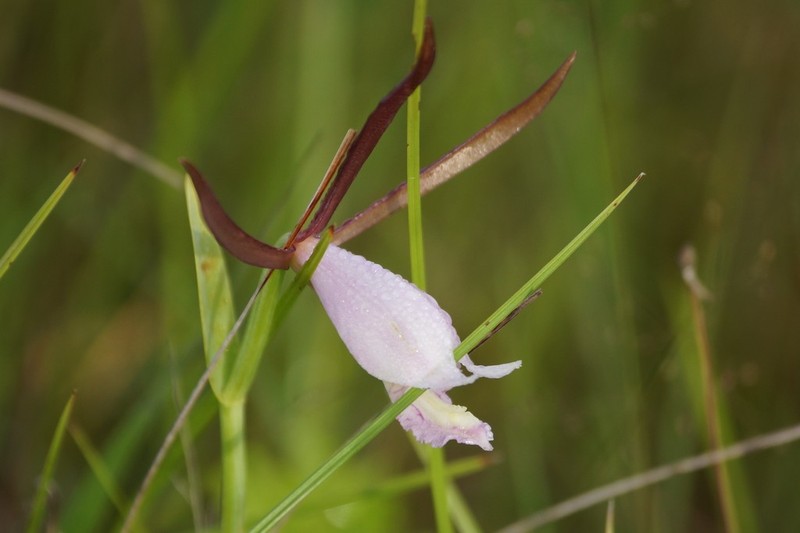 Rosebud Orchid photo 4