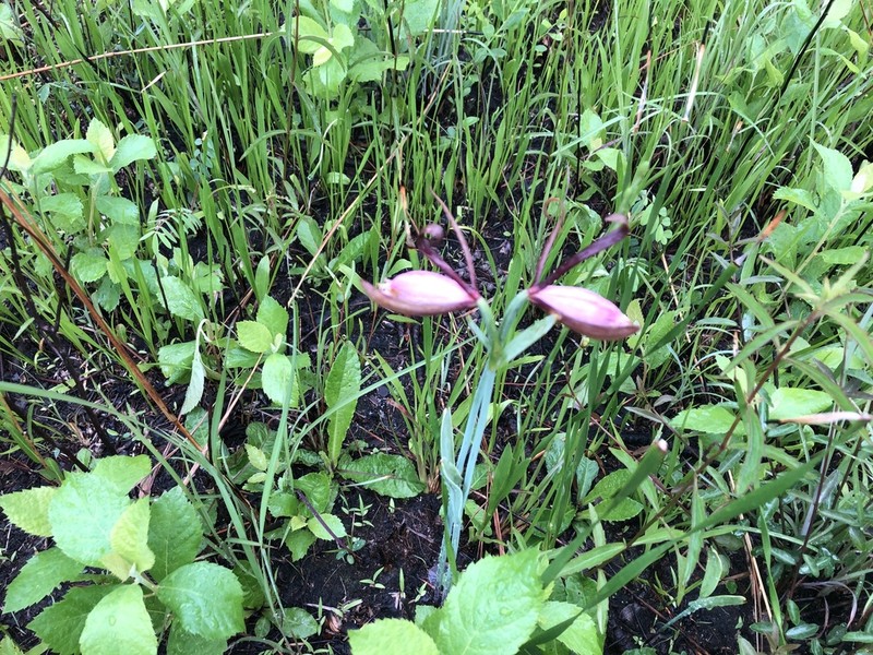 Rosebud Orchid photo 5