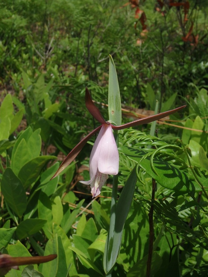 Rosebud Orchid photo 6