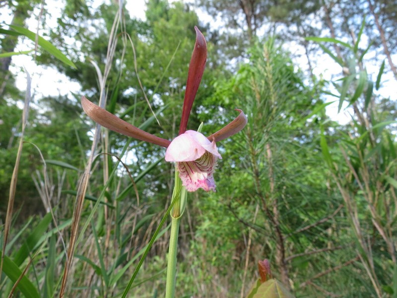 Rosebud Orchid photo 7