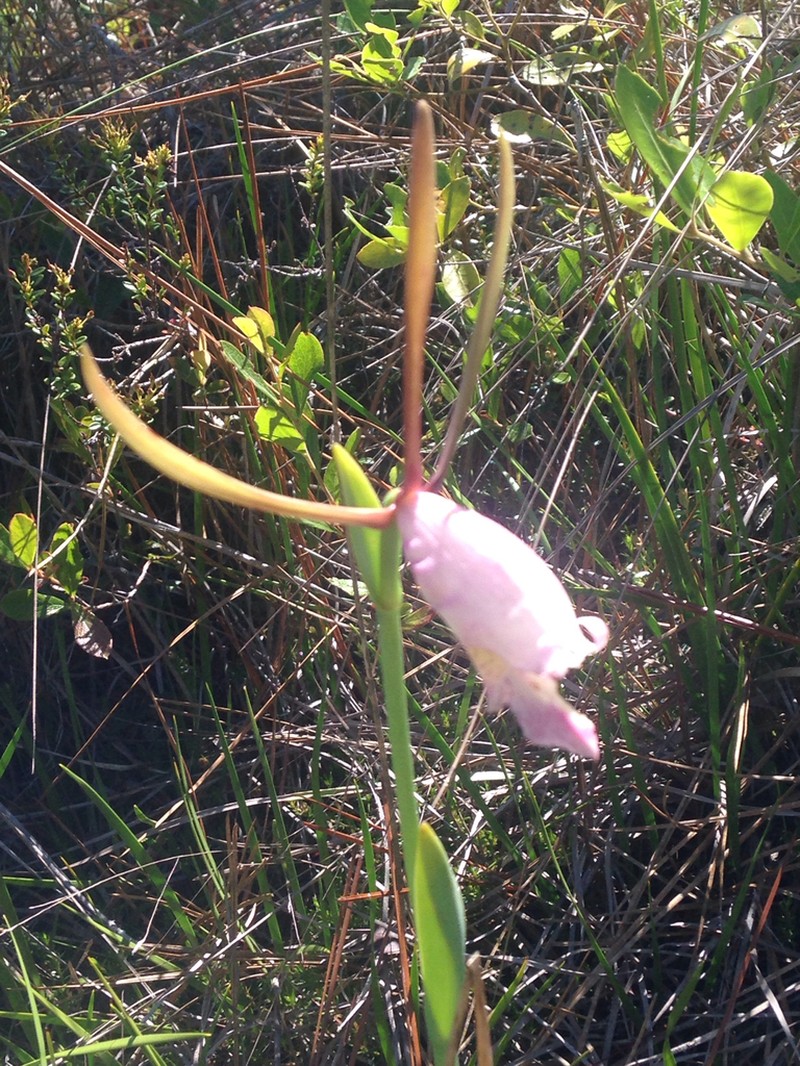 Rosebud Orchid photo 8