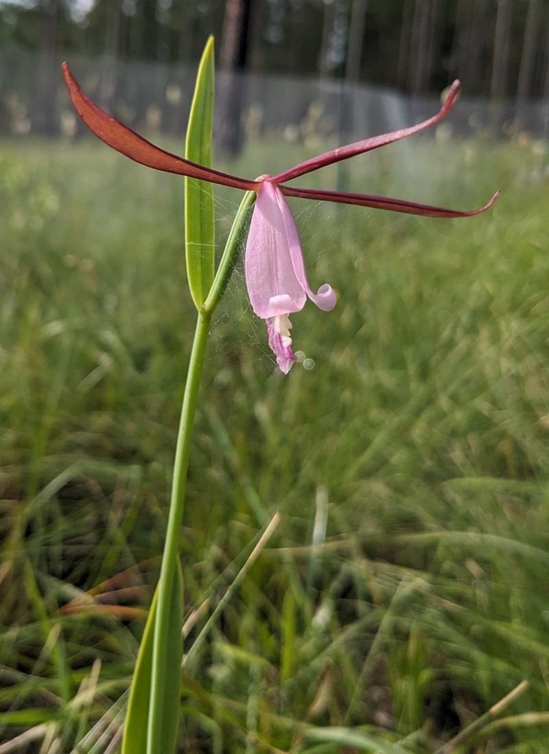 Cleistesiopsis oricamporum