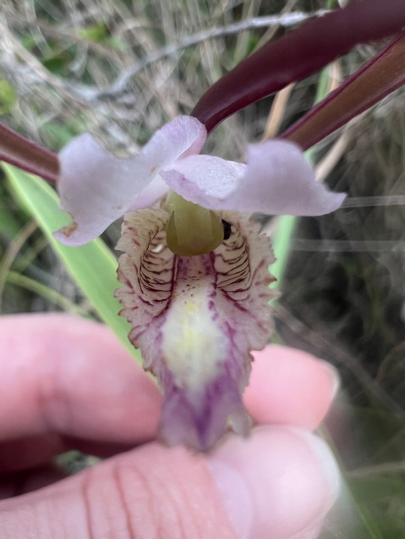 Cleistesiopsis oricamporum photo 2