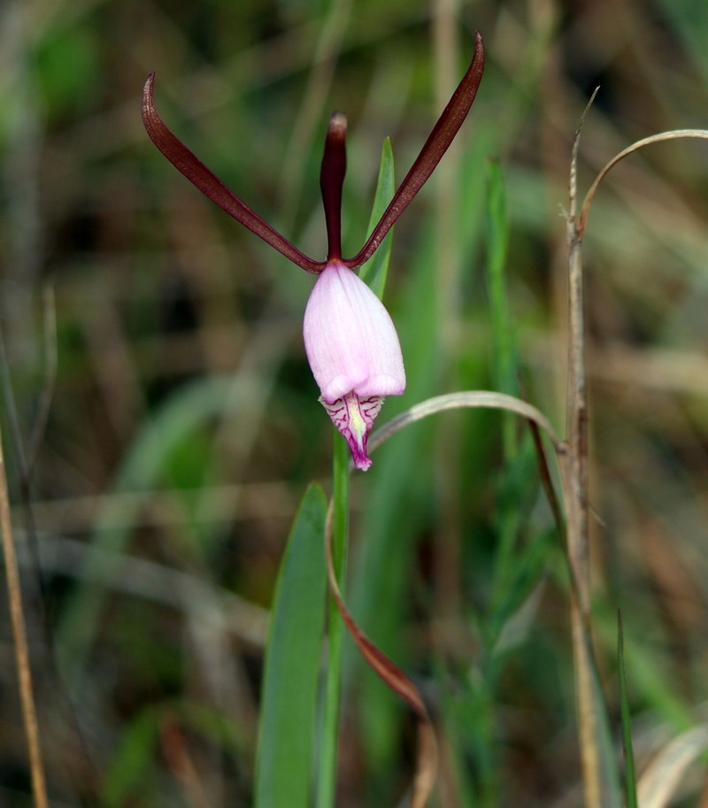 Cleistesiopsis oricamporum photo 3