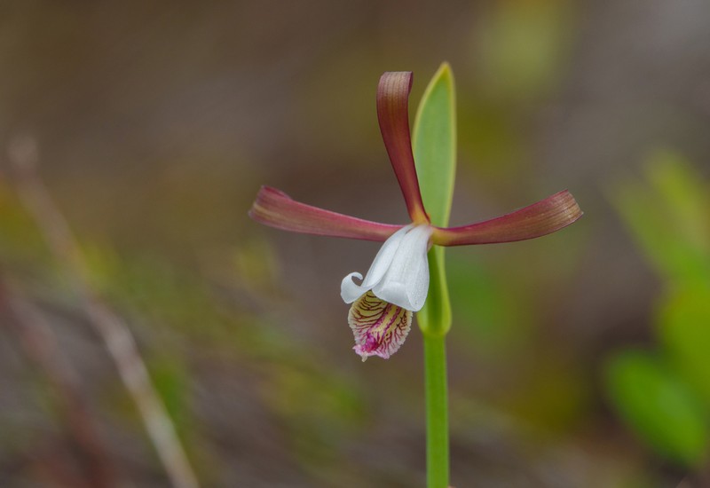 Cleistesiopsis oricamporum photo 4