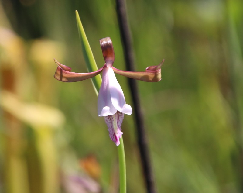 Cleistesiopsis oricamporum photo 5