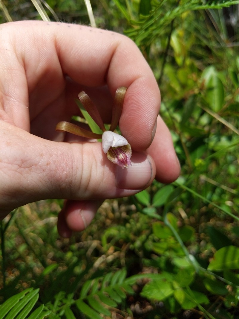 Cleistesiopsis oricamporum photo 6
