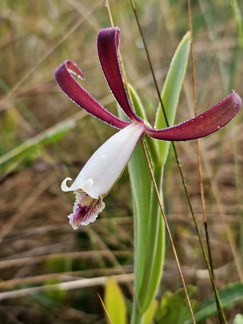 Cleistesiopsis oricamporum photo 7