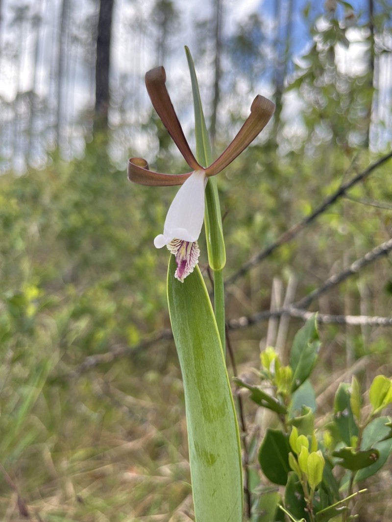 Cleistesiopsis oricamporum photo 8