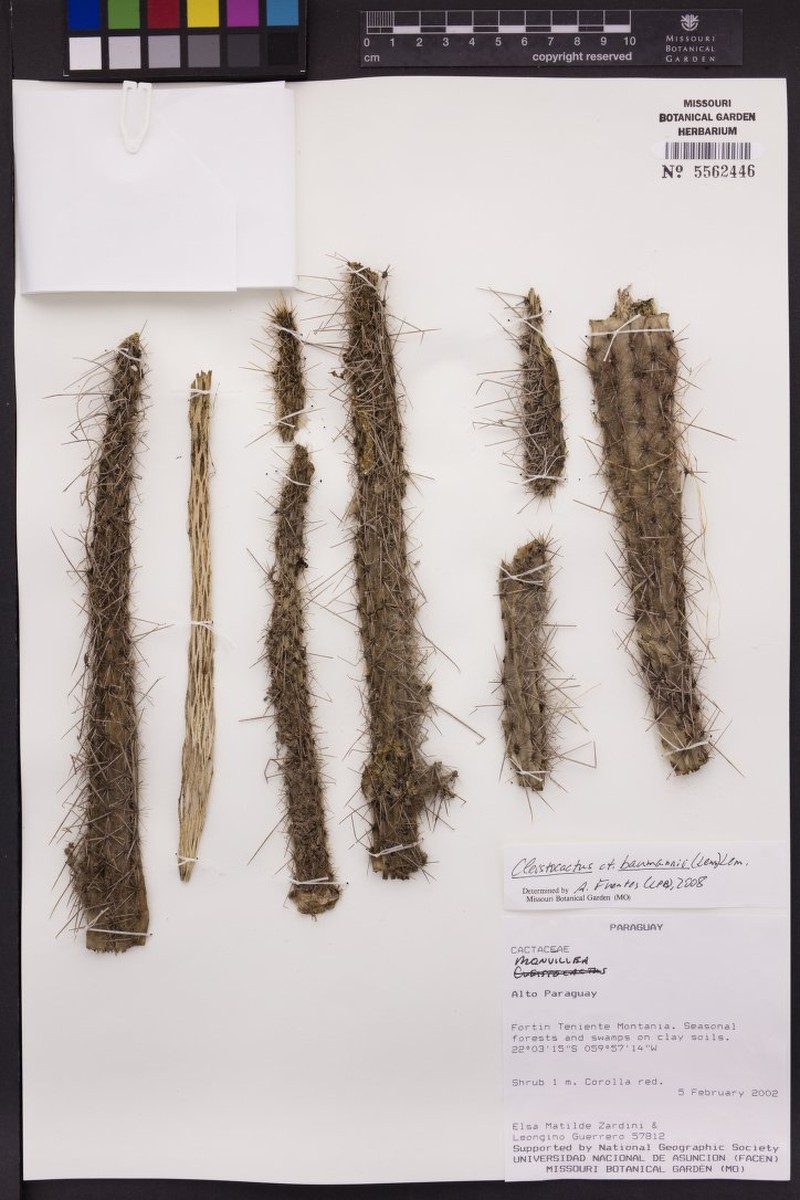 Cleistocactus baumannii subsp. baumannii