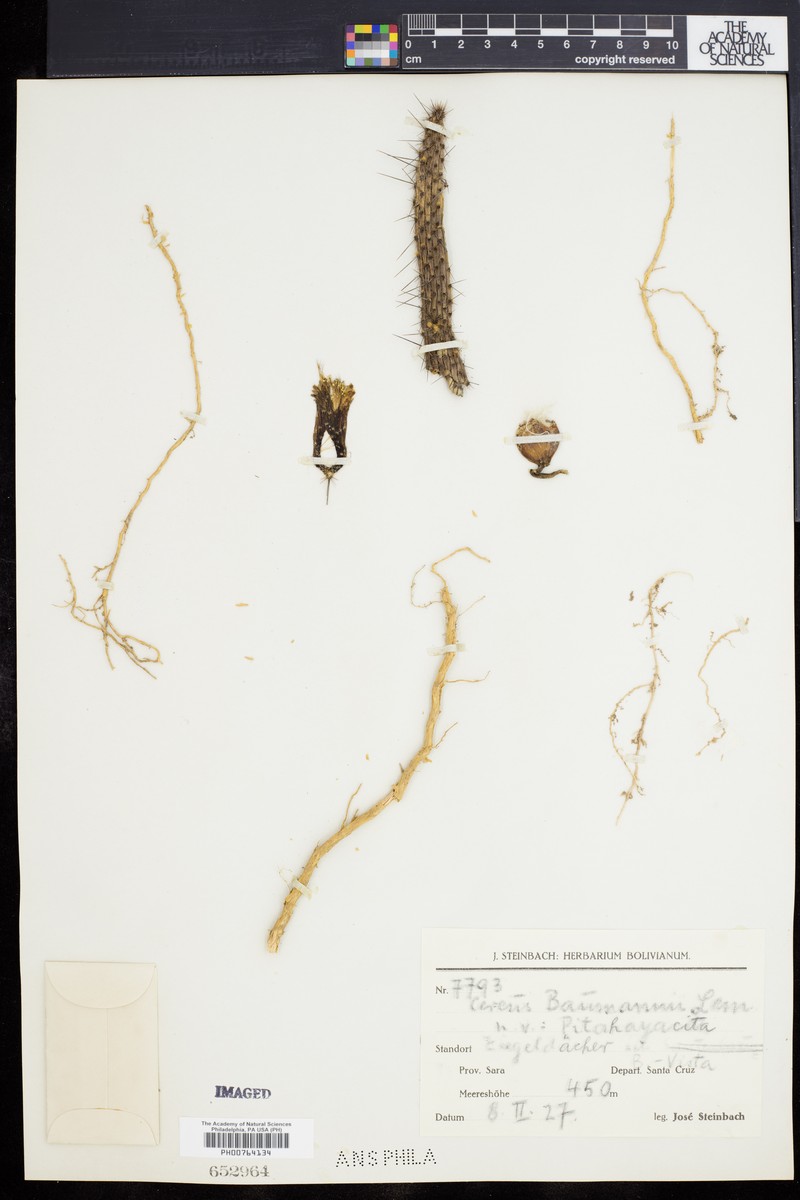 Cleistocactus baumannii subsp. baumannii photo 2