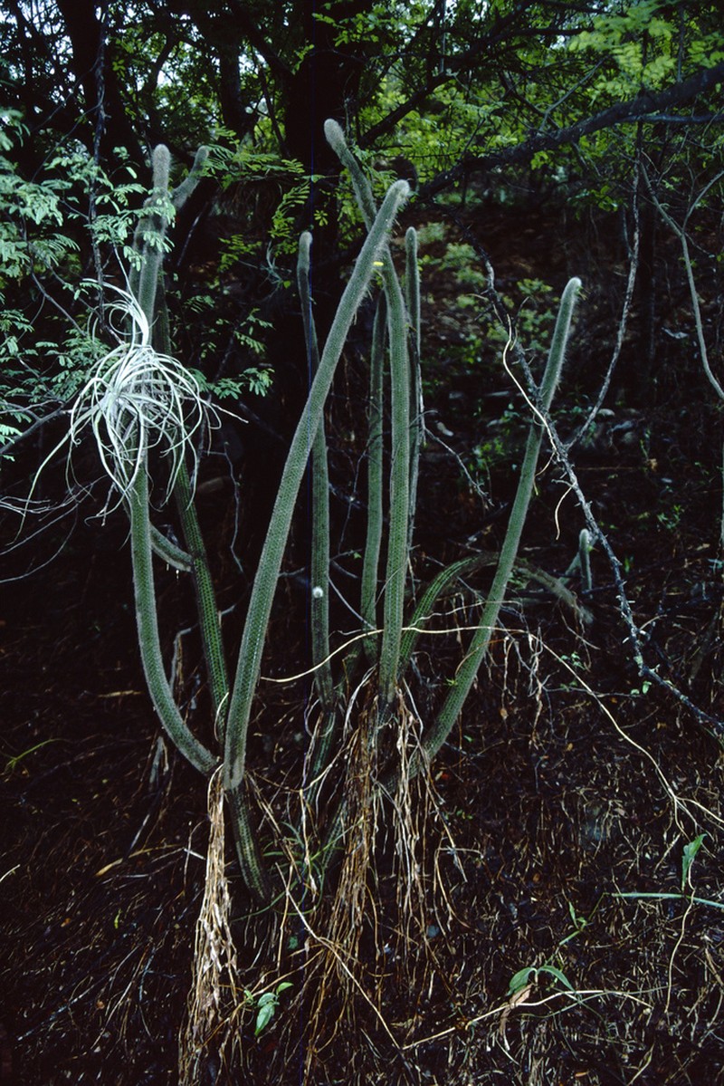 Cleistocactus ritteri photo 2
