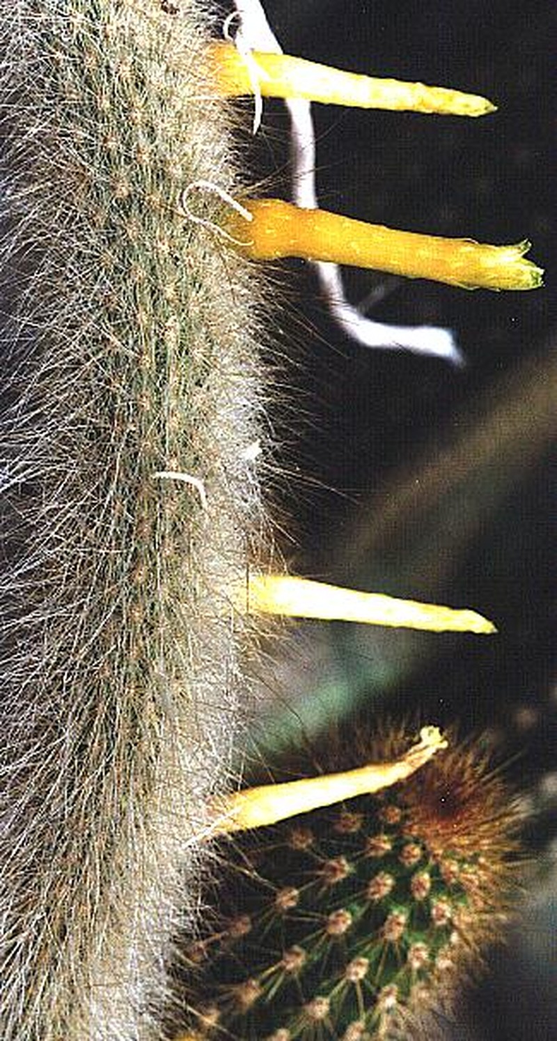 Cleistocactus ritteri photo 6