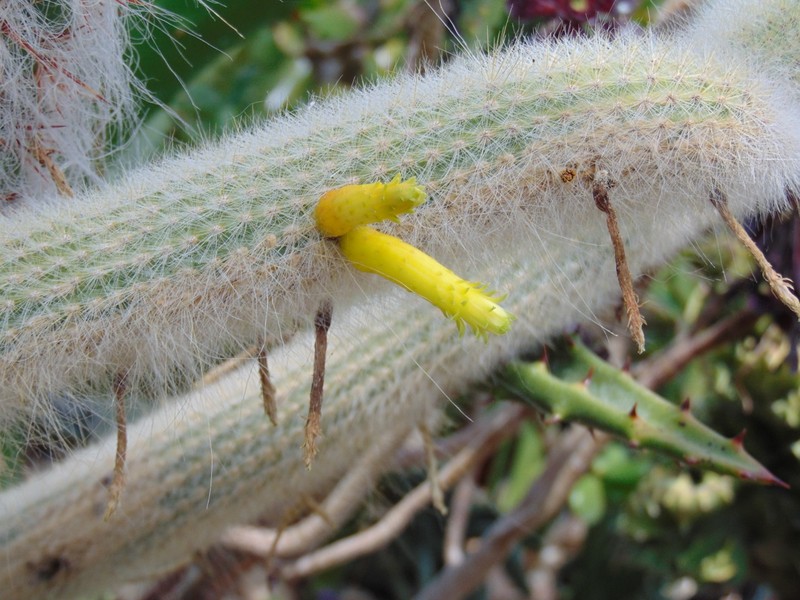 Cleistocactus ritteri photo 7