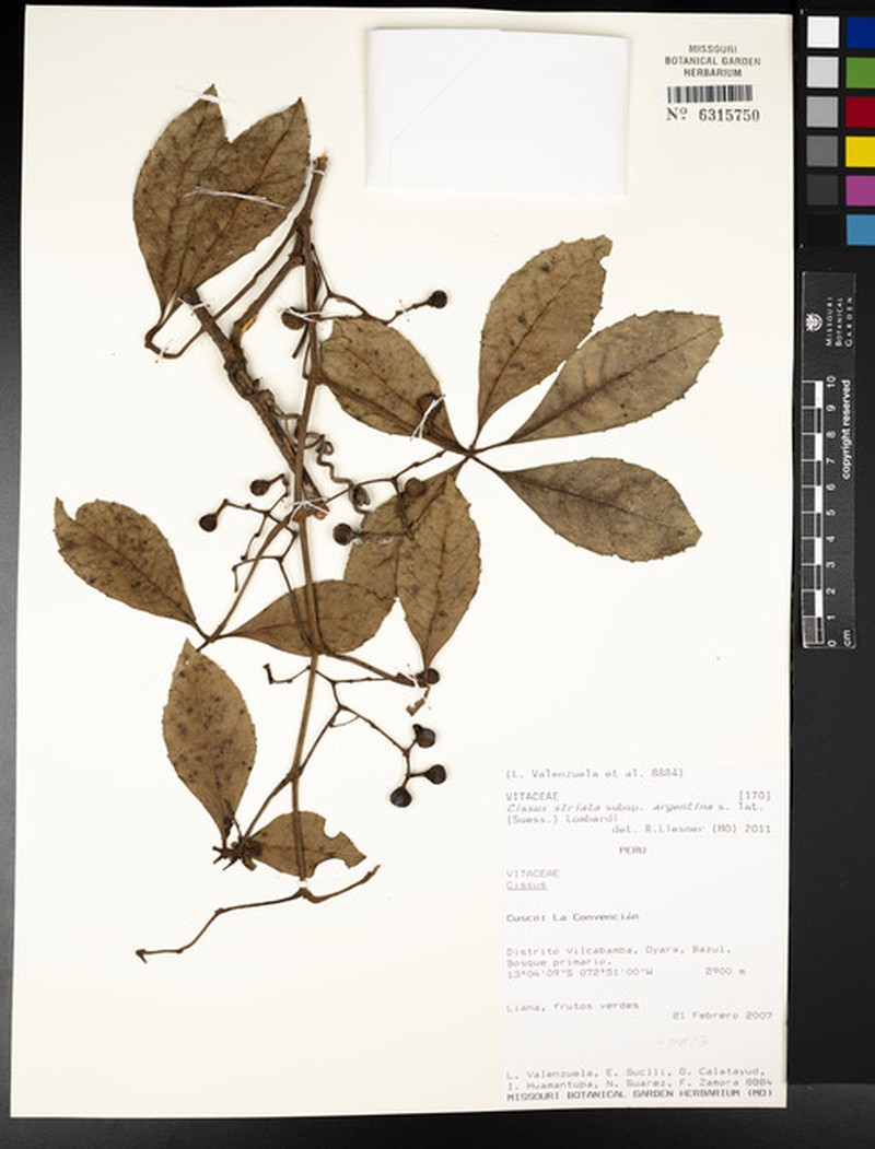 Clematicissus granulosa