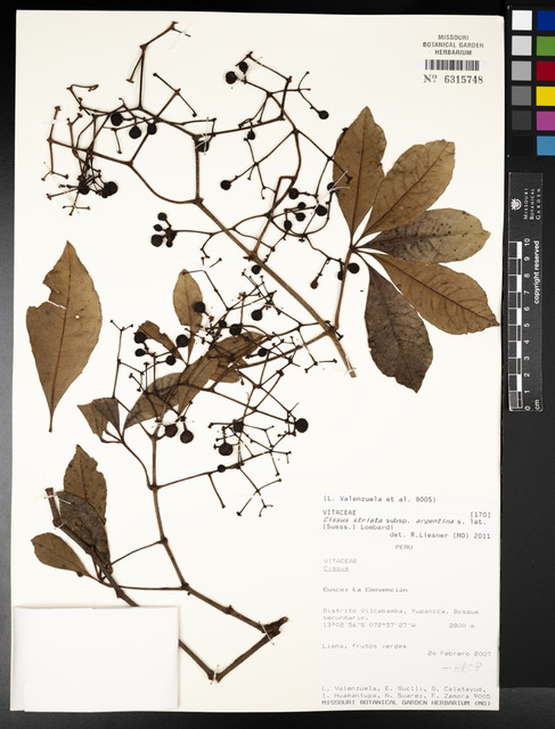 Clematicissus granulosa photo 2