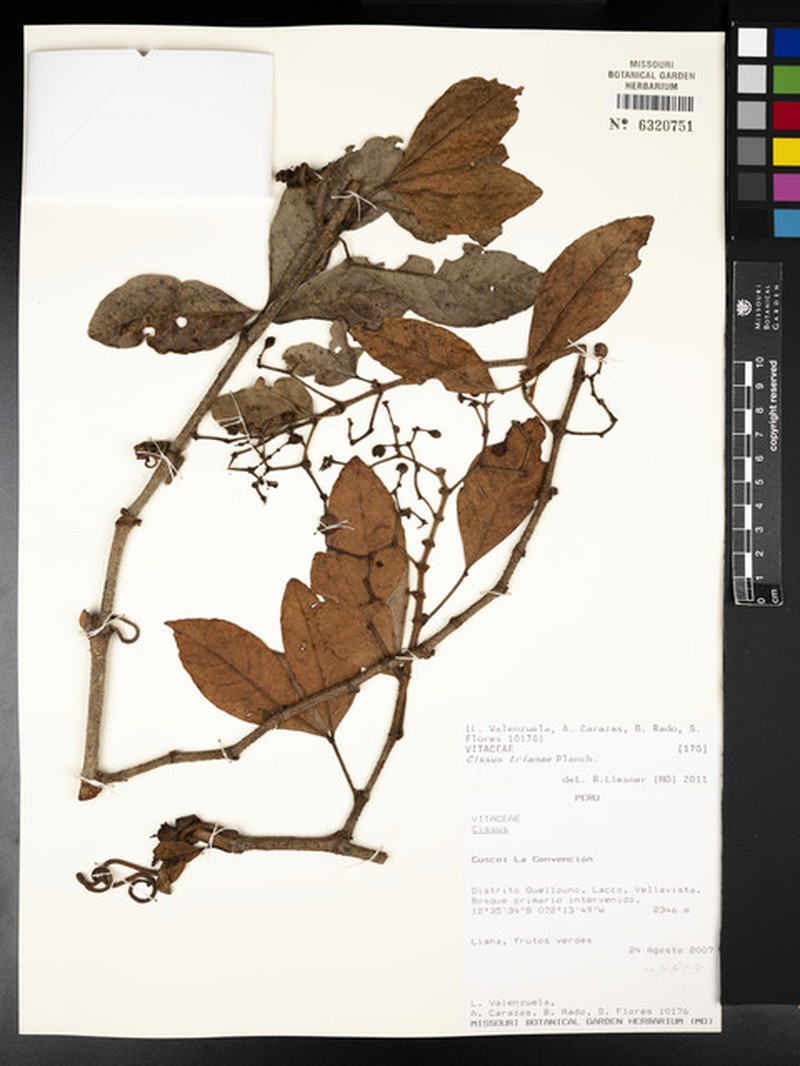 Clematicissus granulosa photo 3