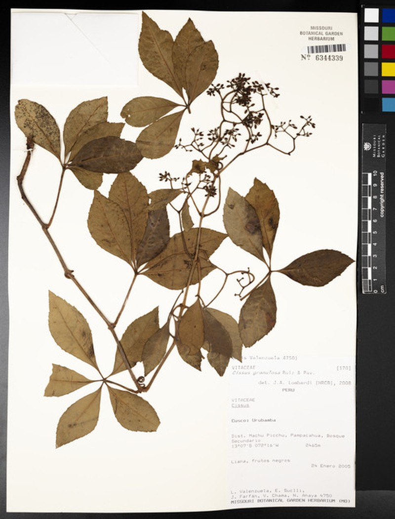 Clematicissus granulosa photo 4