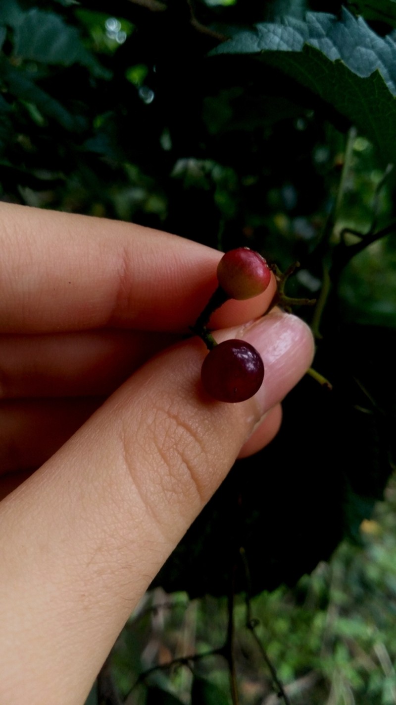 Clematicissus pruinata