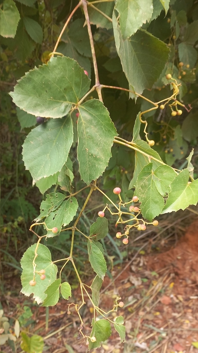 Clematicissus pruinata photo 2