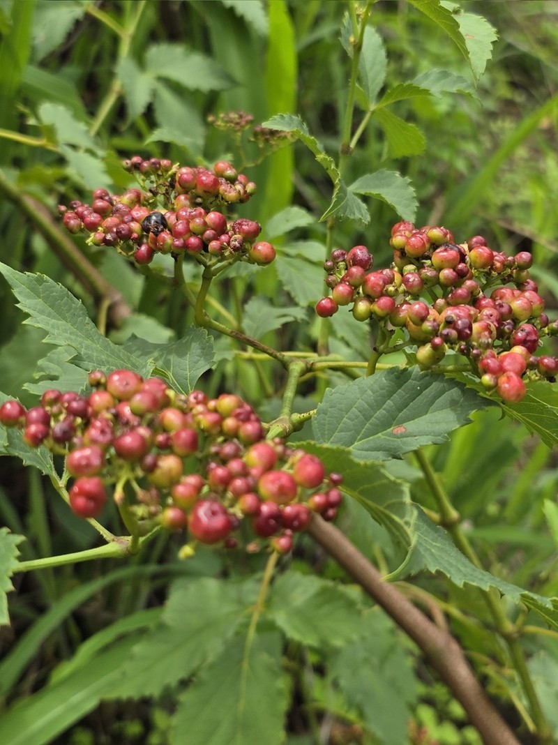 Clematicissus pruinata photo 3