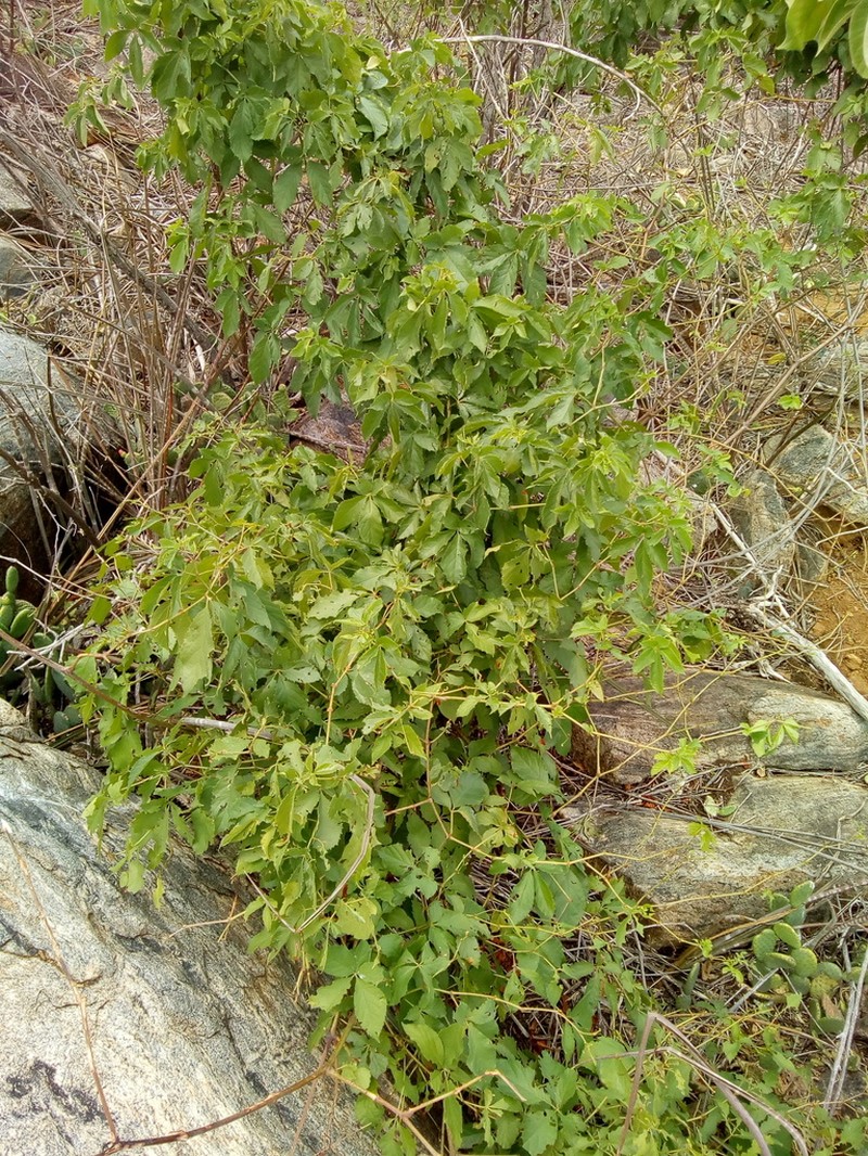 Clematicissus pruinata photo 4