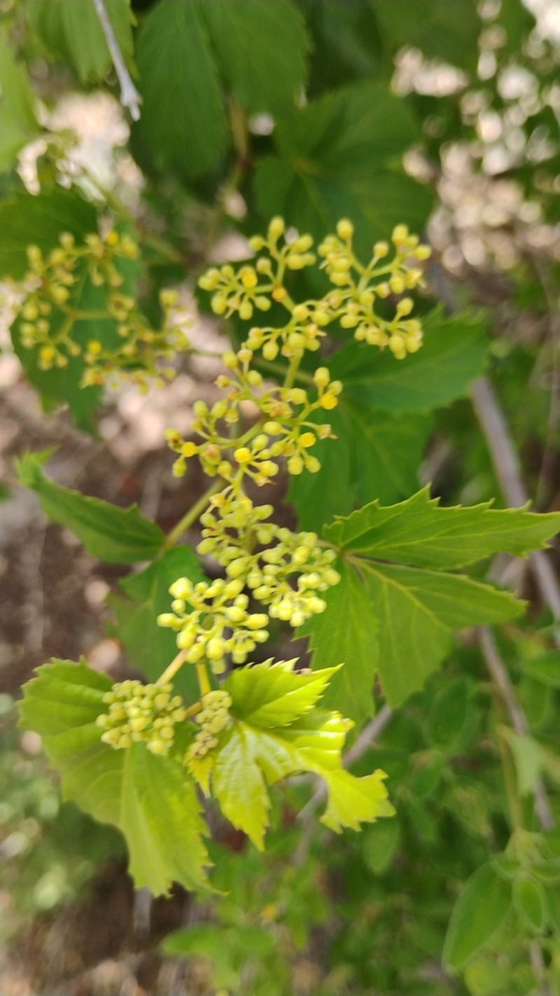 Clematicissus pruinata photo 5
