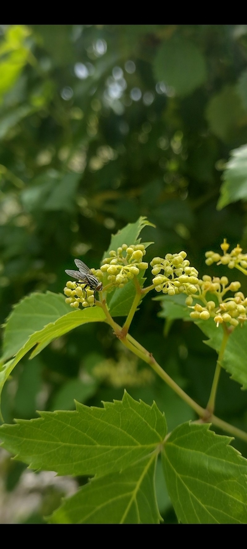 Clematicissus pruinata photo 6