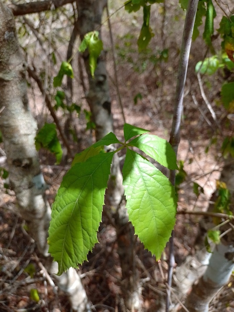 Clematicissus pruinata photo 8