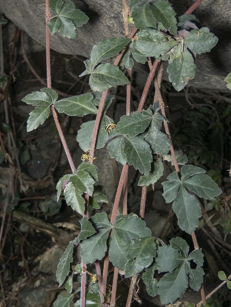 Clematicissus striata