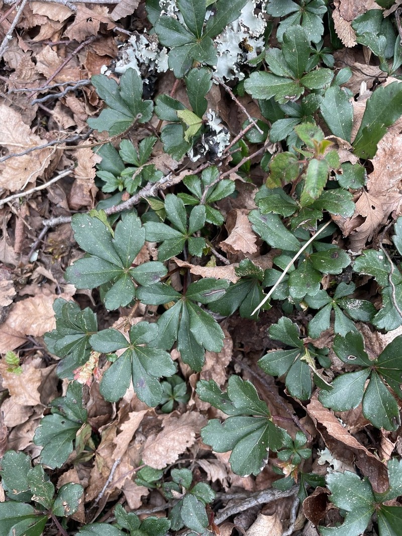 Clematicissus striata photo 2