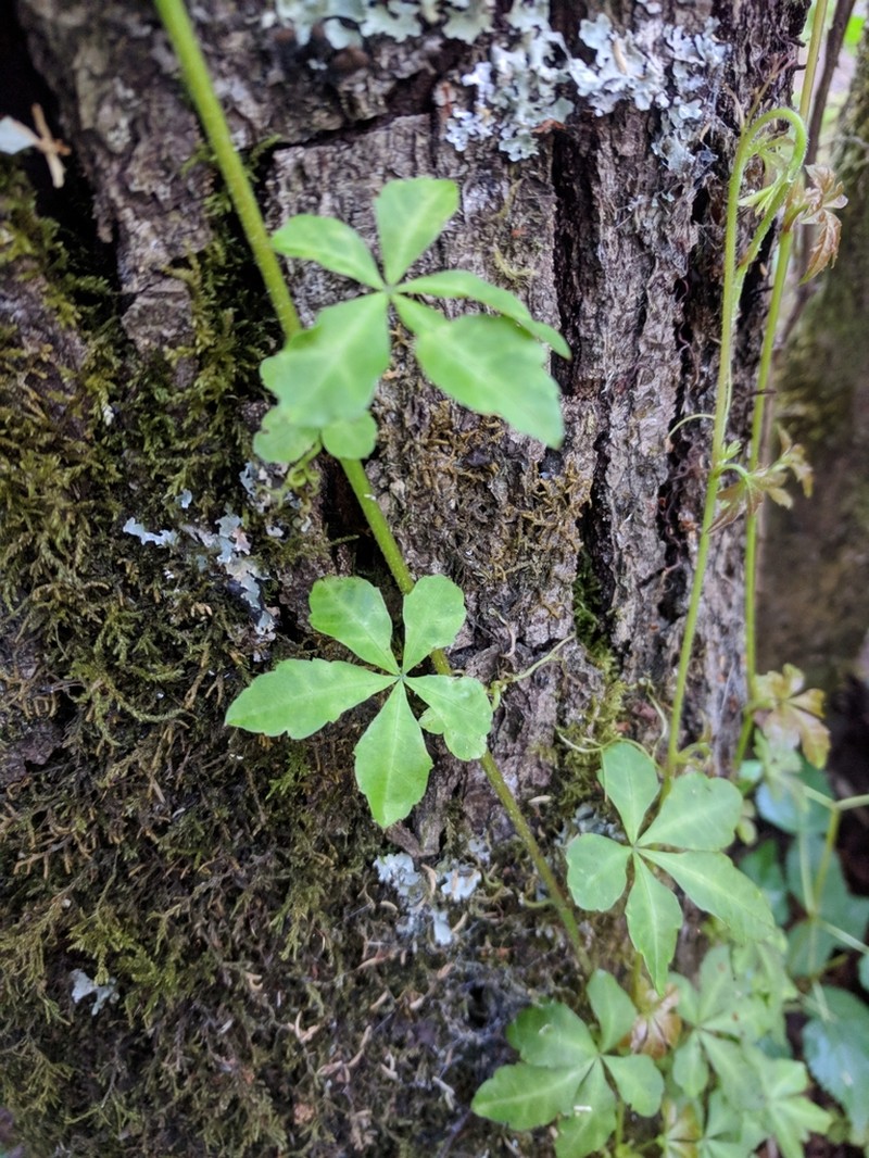 Clematicissus striata photo 3
