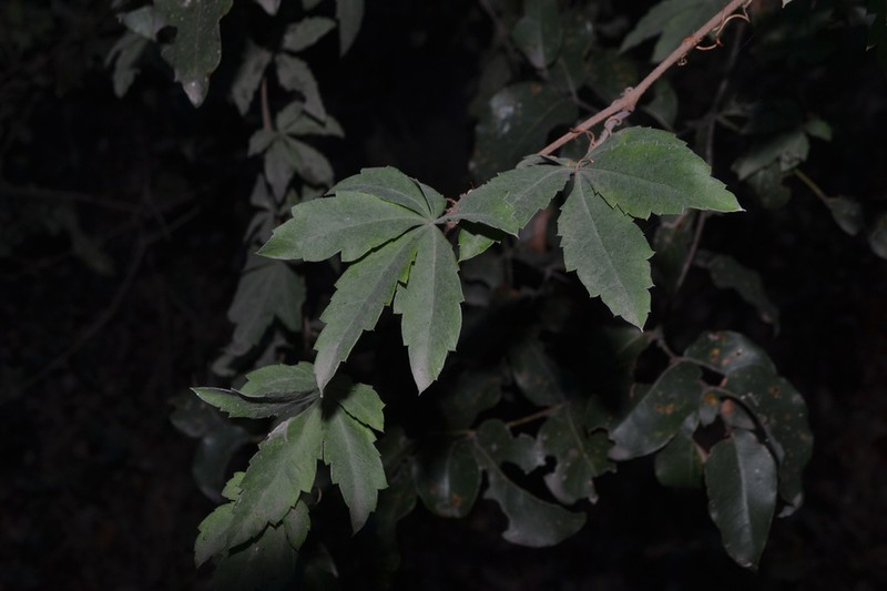 Clematicissus striata photo 4