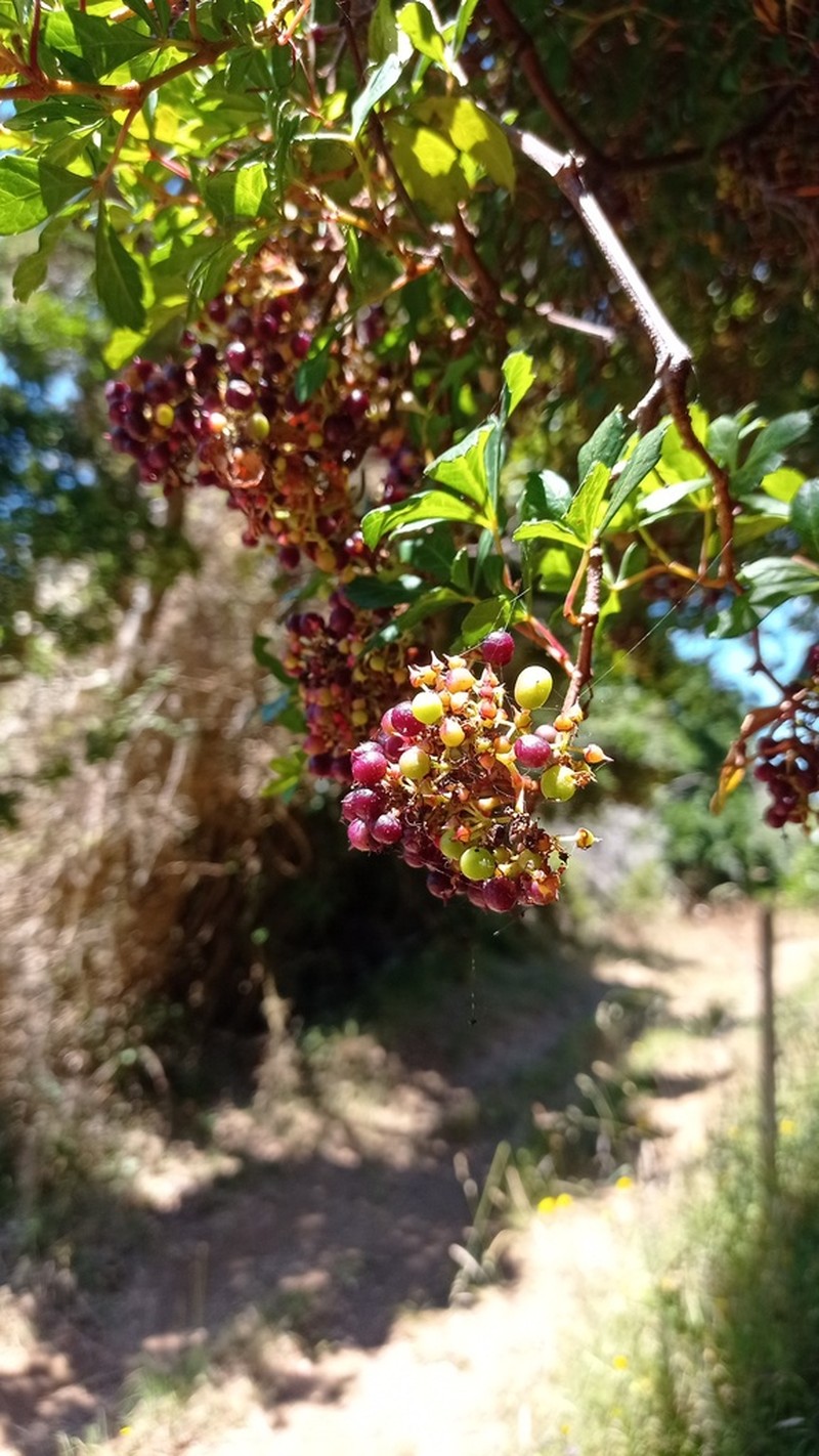 Clematicissus striata photo 5