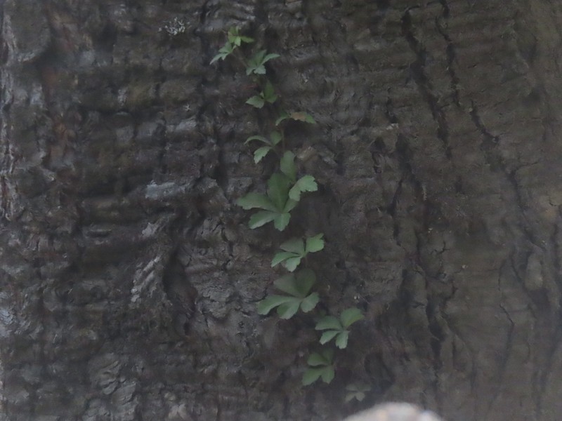 Clematicissus striata photo 6