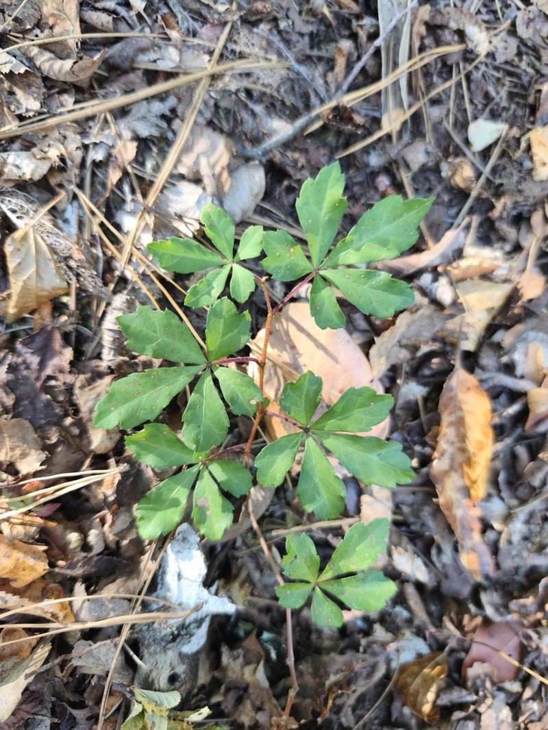 Clematicissus striata photo 7