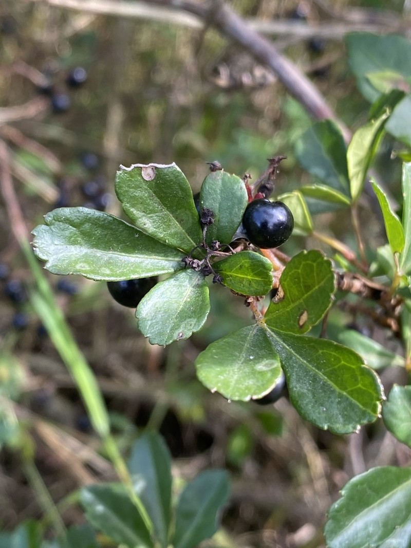 Clematicissus striata photo 8
