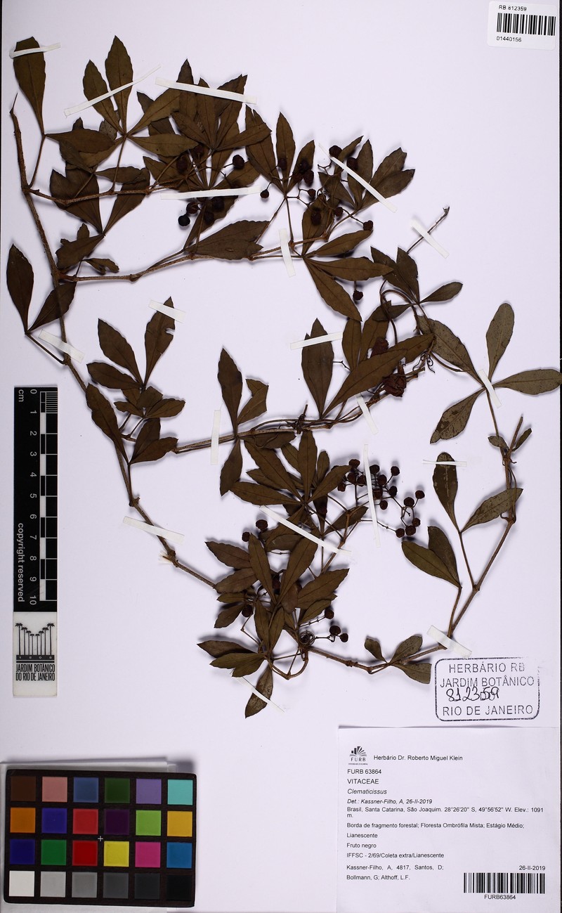 Clematicissus striata subsp. argentina