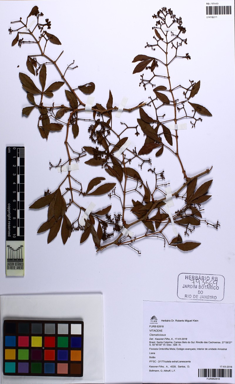 Clematicissus striata subsp. argentina photo 2