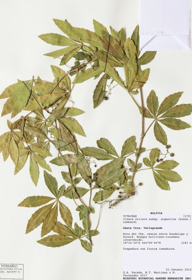 Clematicissus striata subsp. argentina photo 3
