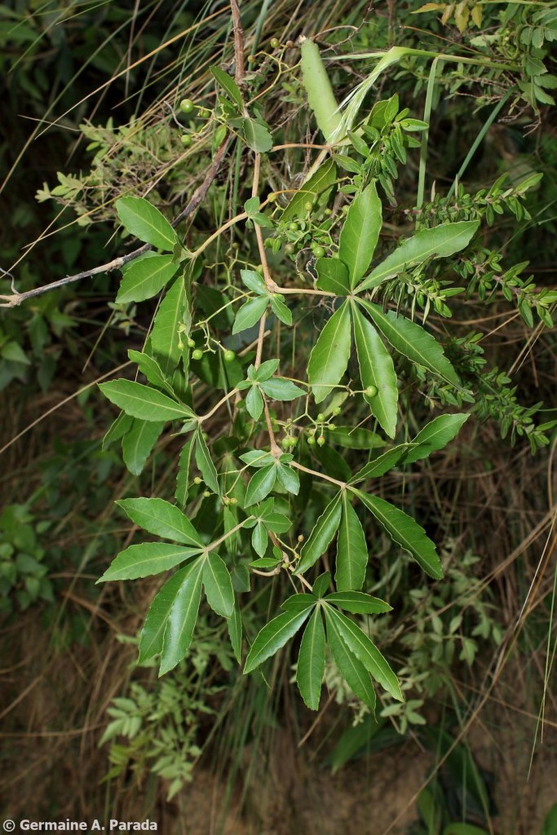 Clematicissus striata subsp. argentina photo 4