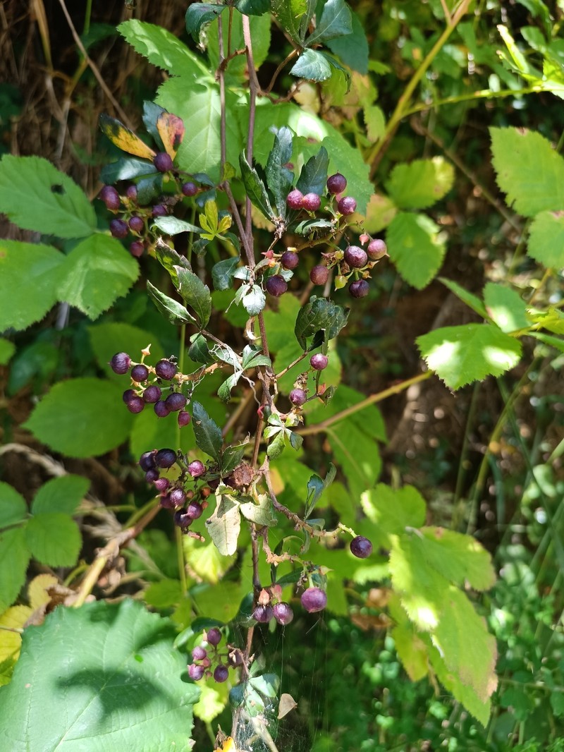 Clematicissus striata subsp. striata