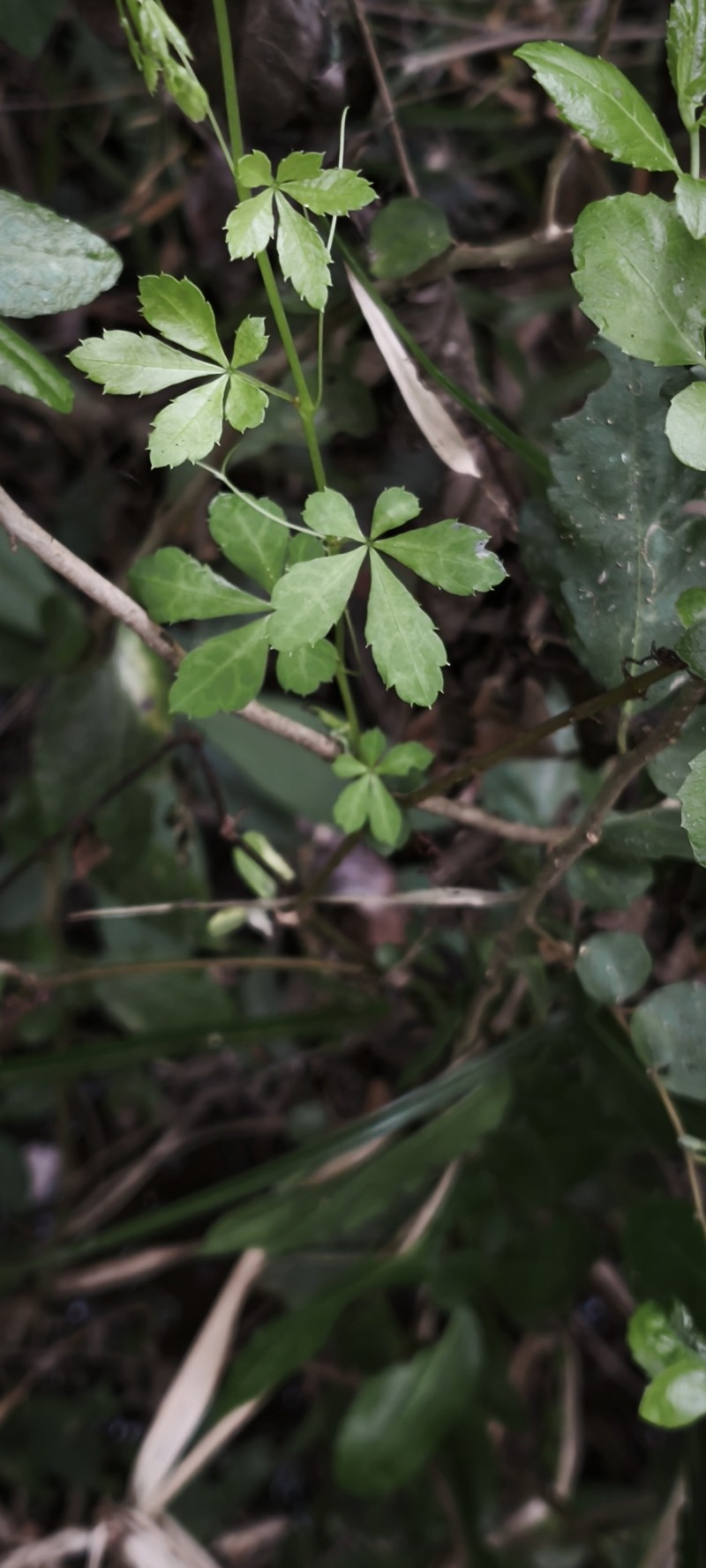 Clematicissus striata subsp. striata photo 2