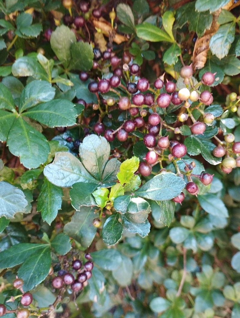 Clematicissus striata subsp. striata photo 3