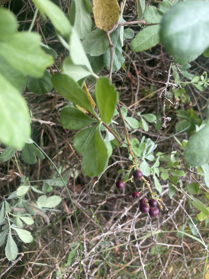 Clematicissus striata subsp. striata photo 4