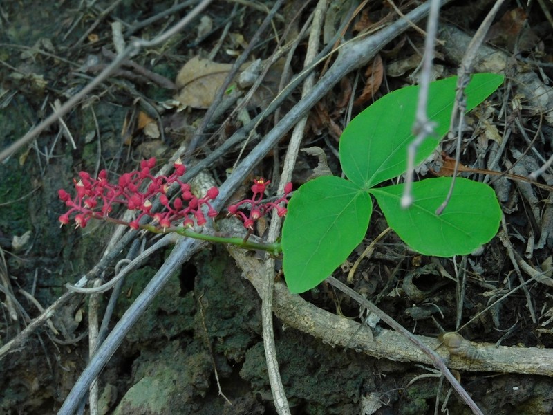 Clematicissus tweedieana