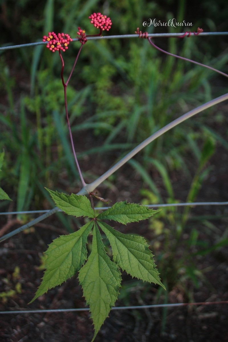 Clematicissus tweedieana photo 2