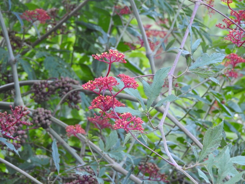 Clematicissus tweedieana photo 3